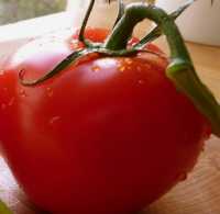 tomate